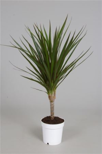 Dracaena Marginata 9/50