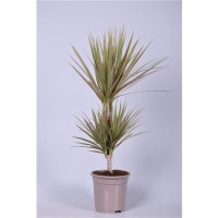 Dracaena Marginata Bicolor 2pp 17/70