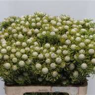 Brunia Berzelia Galpini X10 - BRUNIA JADE PEARL