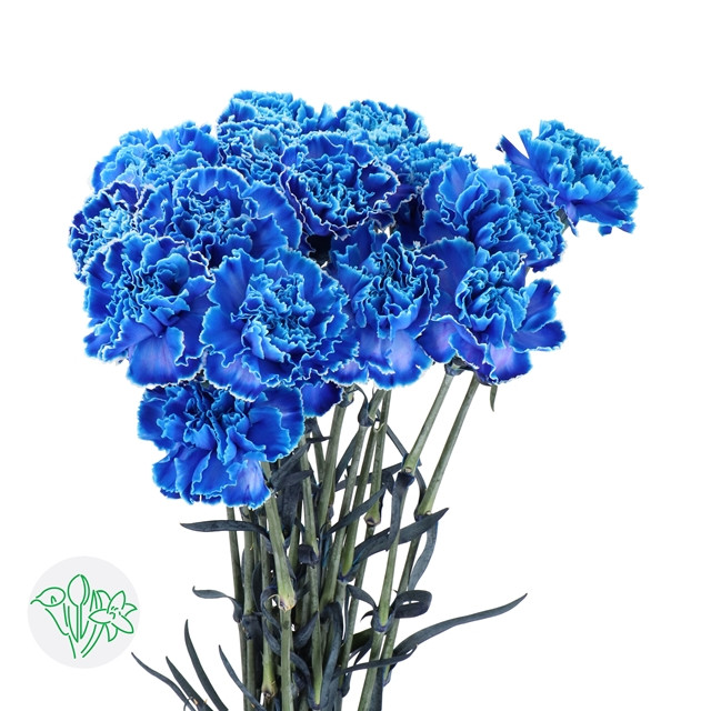 Dianthus Blue Molly Holland