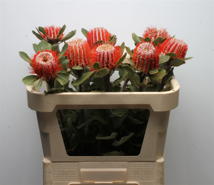 Bq Banksia Coccinea