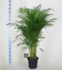Dypsis Lutescens 27/175