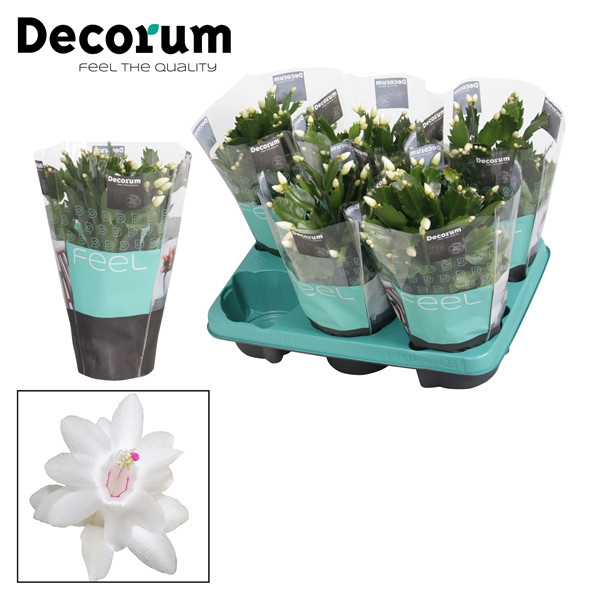 Schlumbergera White 13/25