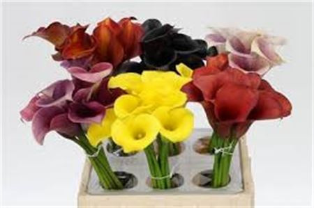 Zantedeschia Sunya 40 cm X10