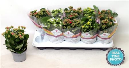 Kalanchoe Mix 23/30