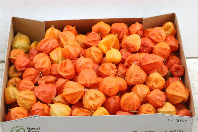 Physalis Lampion X 10 Holland