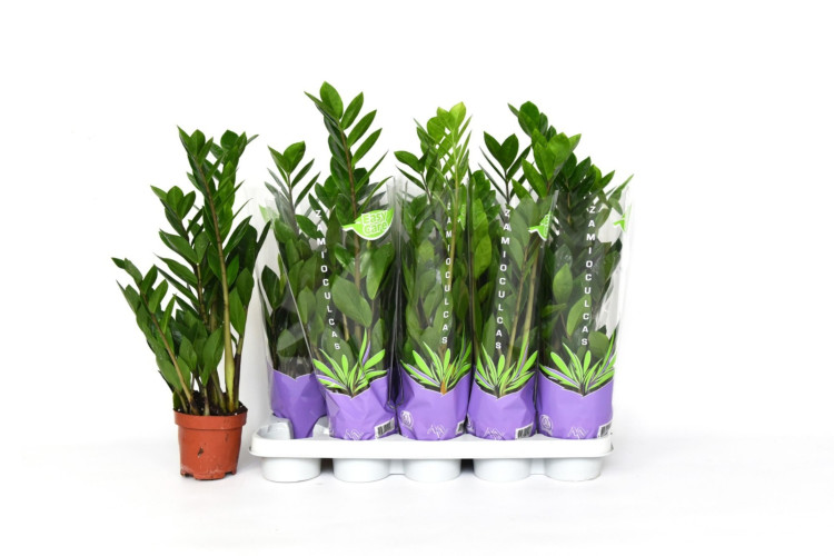 Zamioculcas Zamiifolia 12/55