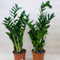 Zamioculcas Zamiifolia 12/55 - Zamioculcas 21 120