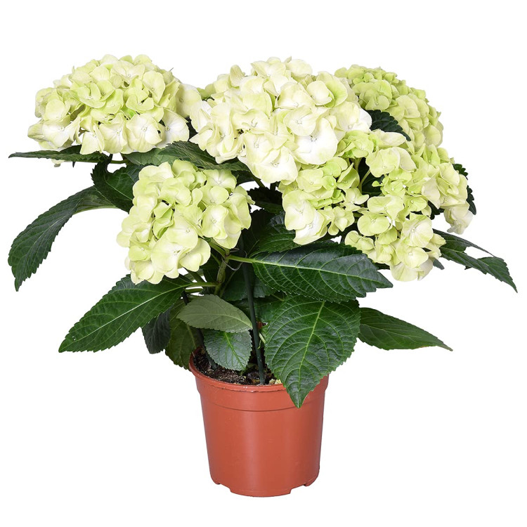 Hydrangea Snowball Wit 14/40