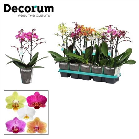 Phal 1-tak Decorum Mix 12/80
