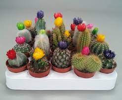 Cactus Mini 3/7