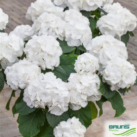 Hydr S Royal Princes 60 cm X5