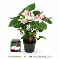 Anthurium Primera Am Hot Lips 17/60