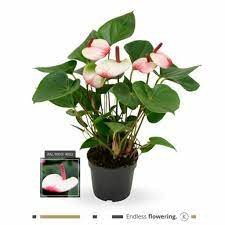 Anthurium Primera Am Hot Lips 17/60