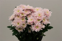 Chr T Pastela Pink