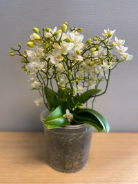 Phal Millions Flowers White 17/50