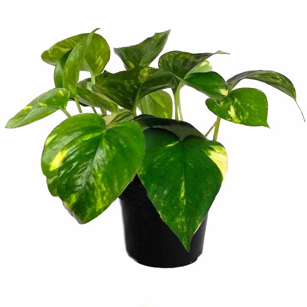 Epipremnum Aureum 17/35