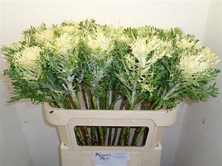Brassica Crane Fea Snow X5
