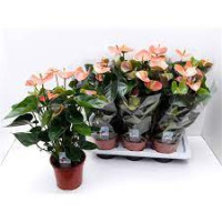 Anthurium Adios Salmon 17/60