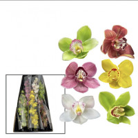 Cymbidium S 6  Holland