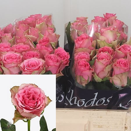 Rose Lovely Rhodos 50 sm