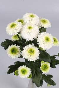 Chr Santini Maverick White X25