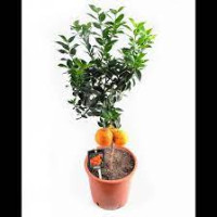 Citrus Microcarpa 14/40