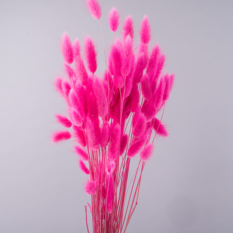 Lagurus Fuxia 70 cm Holland