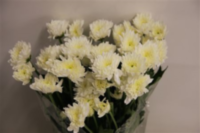 Chr T Euro White