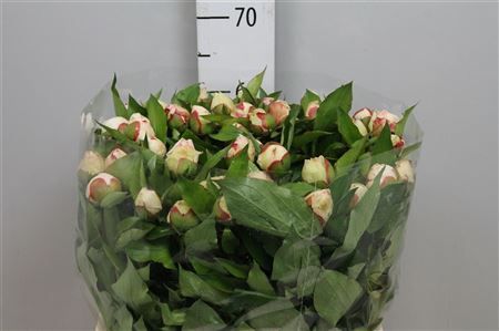 Paeo Festiva Maxima
