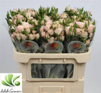 Spray Sweet Porcelina 70 sm