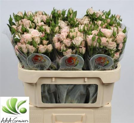 Spray Sweet Porcelina 70 sm