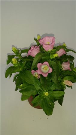 Campanula M Appeal Pink (clock)