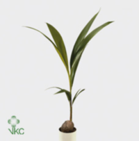 Cocos Nucifera