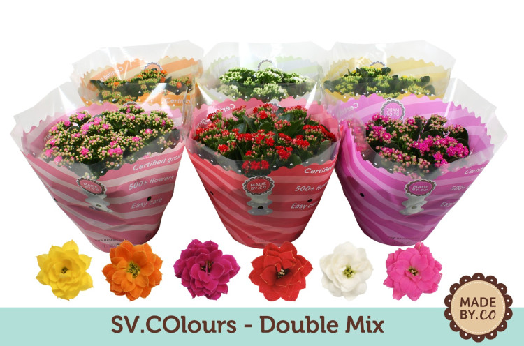 Kalanchoe Mix 9/20