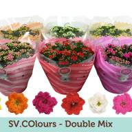 Kalanchoe Mix 9/20 - IMG-20240823-WA0019