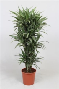Dracaena Warneckei 90-carrousel