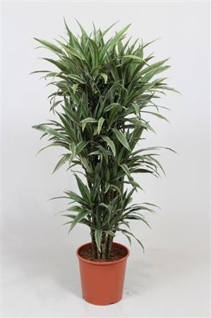 Dracaena Warneckei 90-carrousel