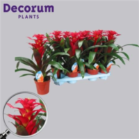 Guzmania Optima Rood (decorum)