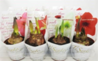 Hippeastrum Mix (clock)