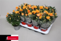Rosa Grande Kordana Flamingo Orange (grower)