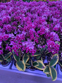 Phal 3-tak Magic Leaf 12/50