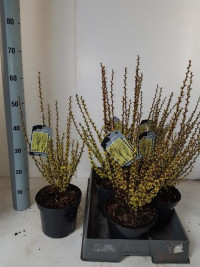 Lepismium Bolivianum 17/55