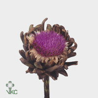 Cynara Green Global