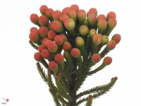 Brunia Red Small X10