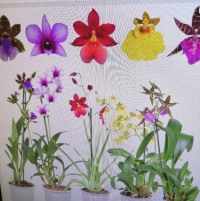 Orchideeen Mix A2 1-tak 12/55