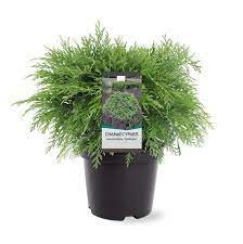 Chamaecyparis Globosa 23/70