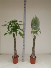 Pachira Aquatica 30/200
