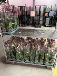 Phal 1-tak Wild-Cat Mimesis 12/70
