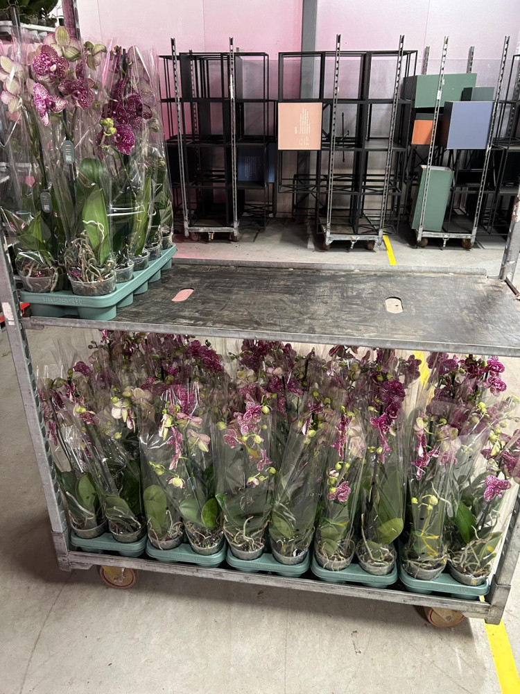 Phal 1-tak Wild-Cat Mimesis 12/70